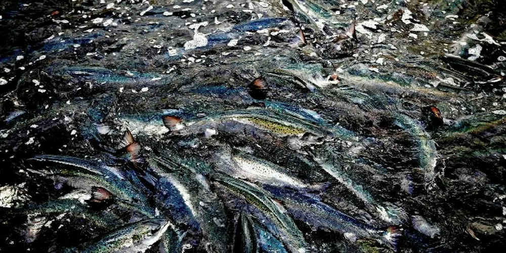 Tomren Fish to double capacity at land-based salmon farm