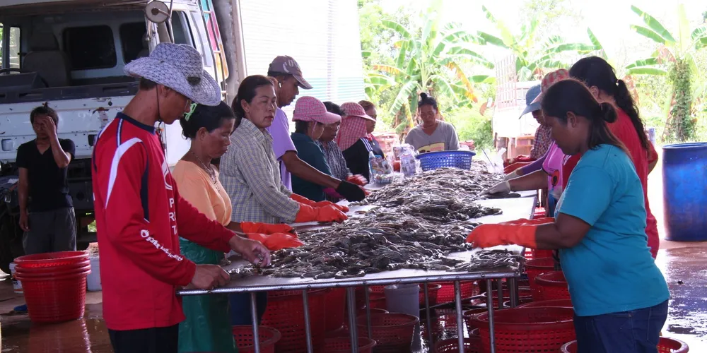 Workers sort the shrimp according to size before distribution.