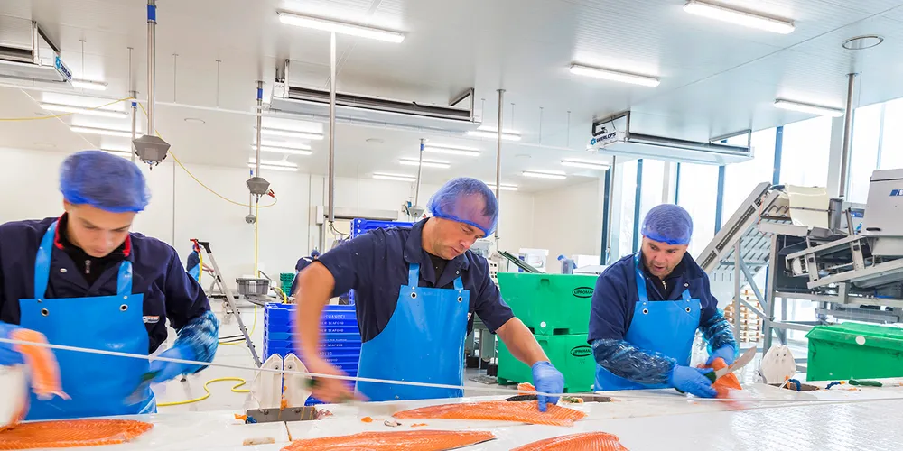 Dutch salmon processor builds new facility to meet growing demand