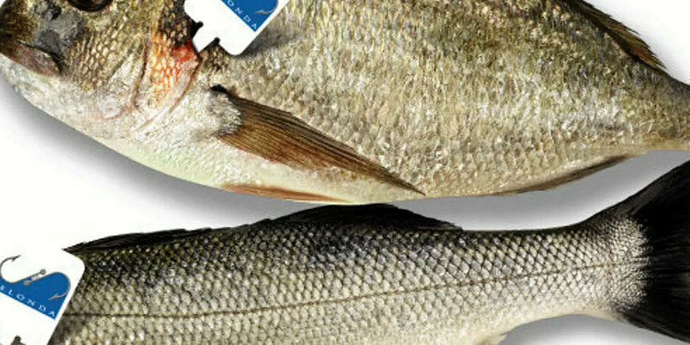 Greek seabream, seabass farmer Selonda gets ASC certification