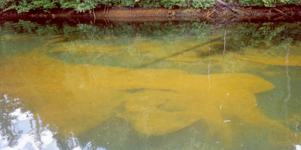 A Heterosigma akashiwo bloom in Kyuquot Sound (Vancouver Island) in 1996.