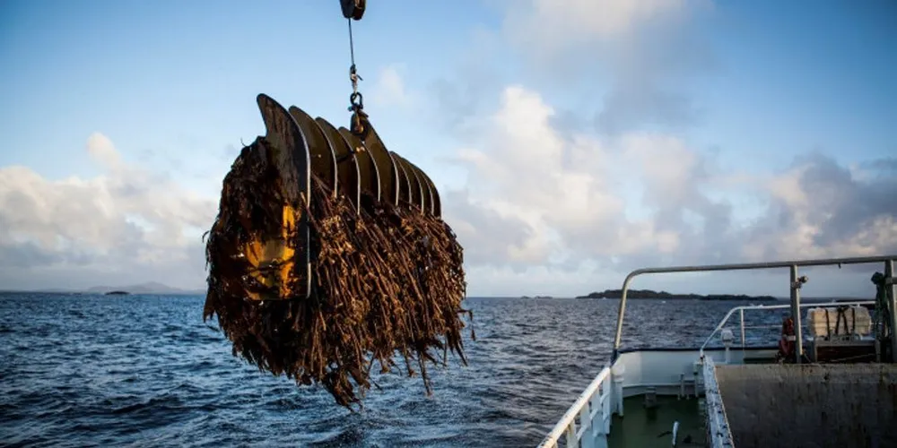 - Jeg kan tenke meg hvordan det føles når lokalavisene er fulle av negative saker, sier råstoffsjef Ole Damm Kvilhaug i taretrålerselskapet FMC Biopolymer. Foto: Thor Haakon Ulstad