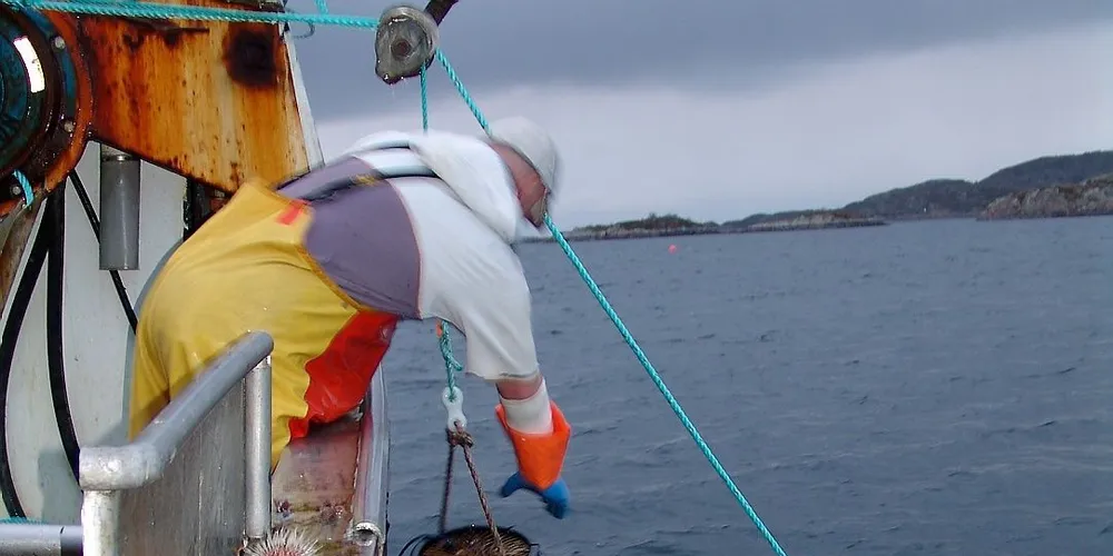 Forsøksfiske av kongsnegl ved Smøla. Ill.foto: Snorre Bakke/Møreforskning
