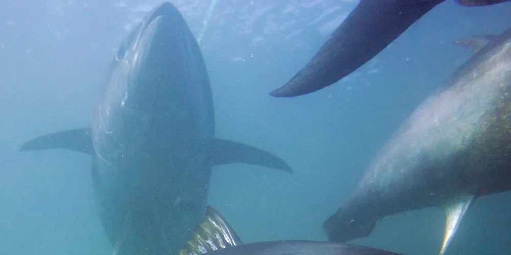 Finless Foods is planning to release the first lab-grown bluefin tuna to markets in 2019.