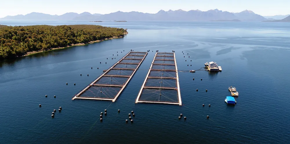 Higher oxygen levels and algal blooms left Chilean salmon company executives nursing financial headaches in the first quarter.