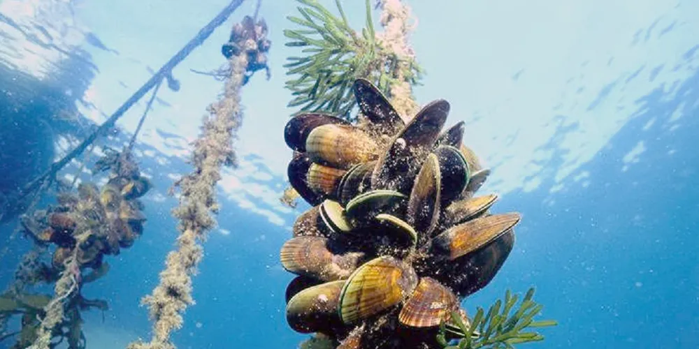 Sustainability expert: Bivalves are the future of farming