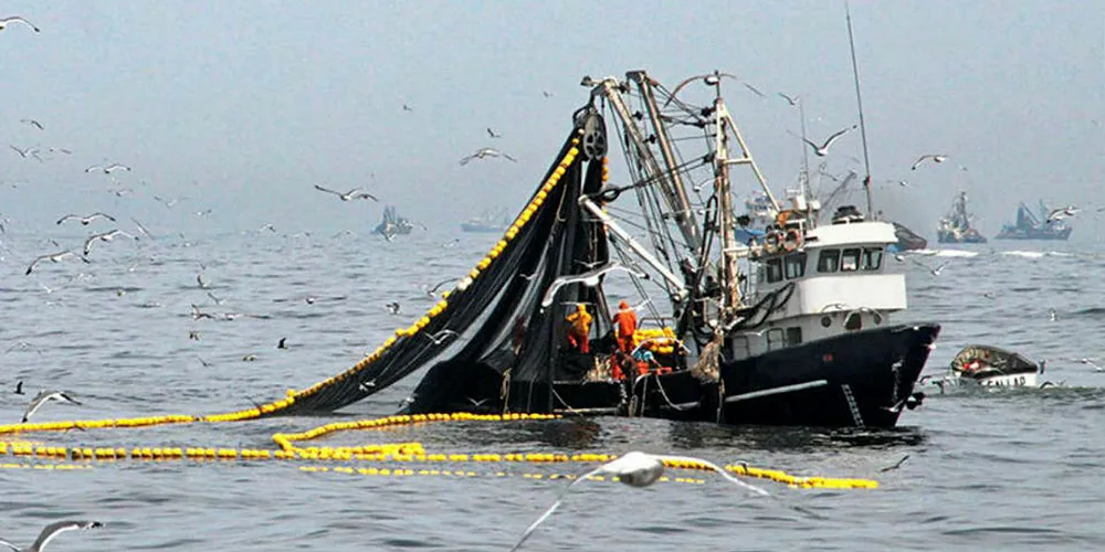 Peru's first anchovy season in the southern region will begin Jan. 8.