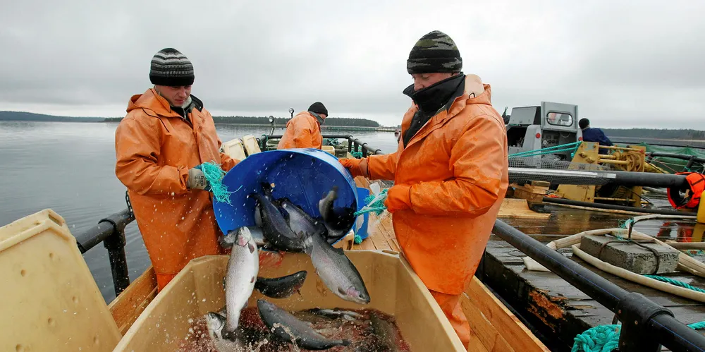 Photo: Russian Aquaculture