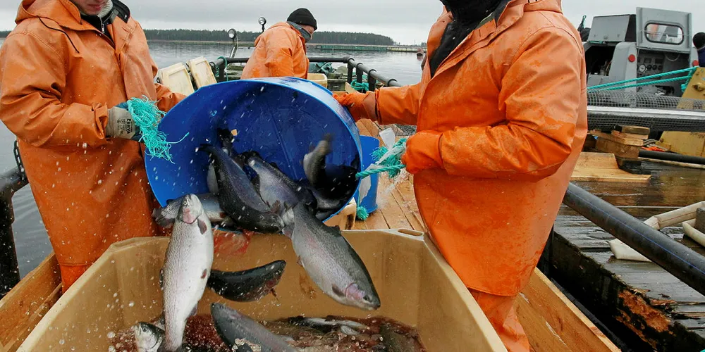 Russian Aquaculture salmon.