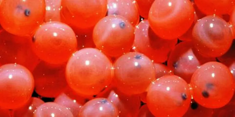 GM salmon eggs.