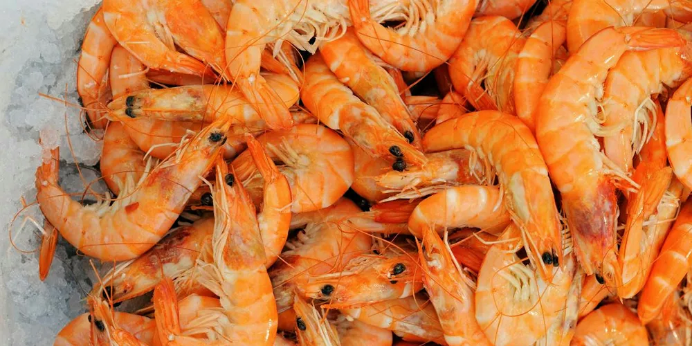 UK scientists dispel fears around imported farmed shrimp
