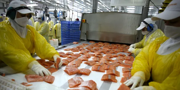 Chile trout sales exceed salmon