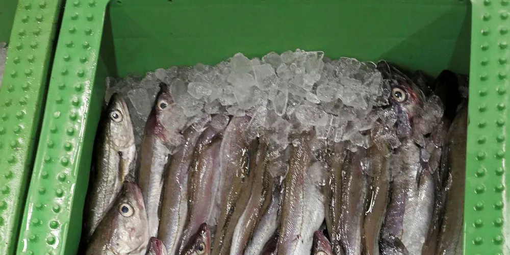 Eu er enige om fiskekvoter i Østersjøen Foto: Nils Torsvik/Fiskeribladet