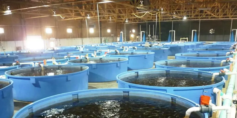 Linnaeus-backed UK seabass plans on hold