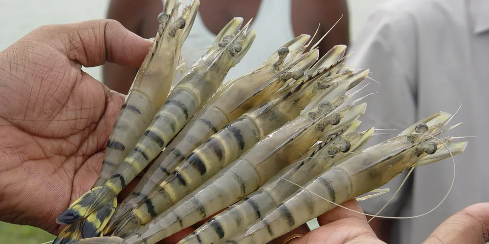 Africa: The future of farmed shrimp?