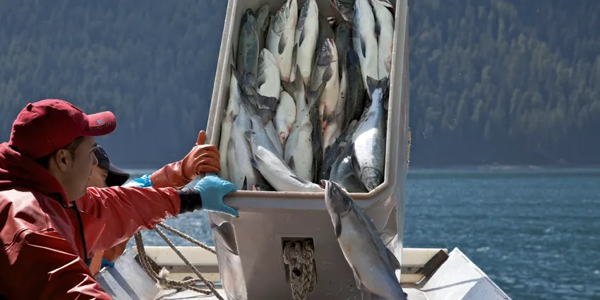 Major Alaska salmon processors could return to MSC