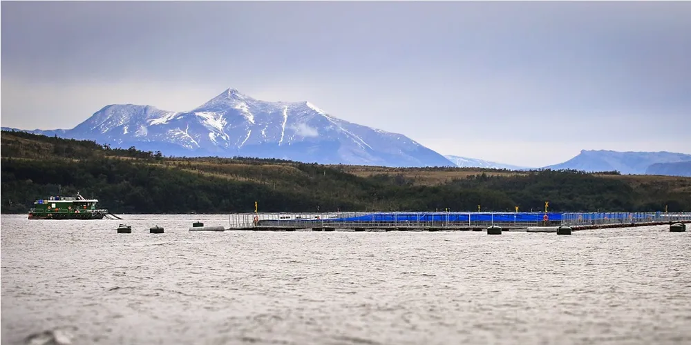 Greenpeace vil stoppe oppdrettsprosjekter sør i Chile