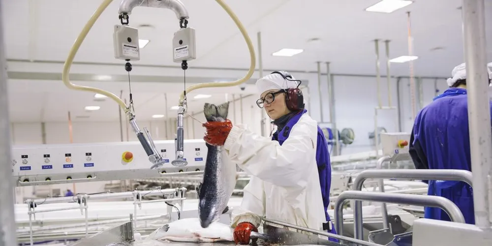 Nordlaks. Photo: Marius Fiskum Â© Norwegian Seafood Council