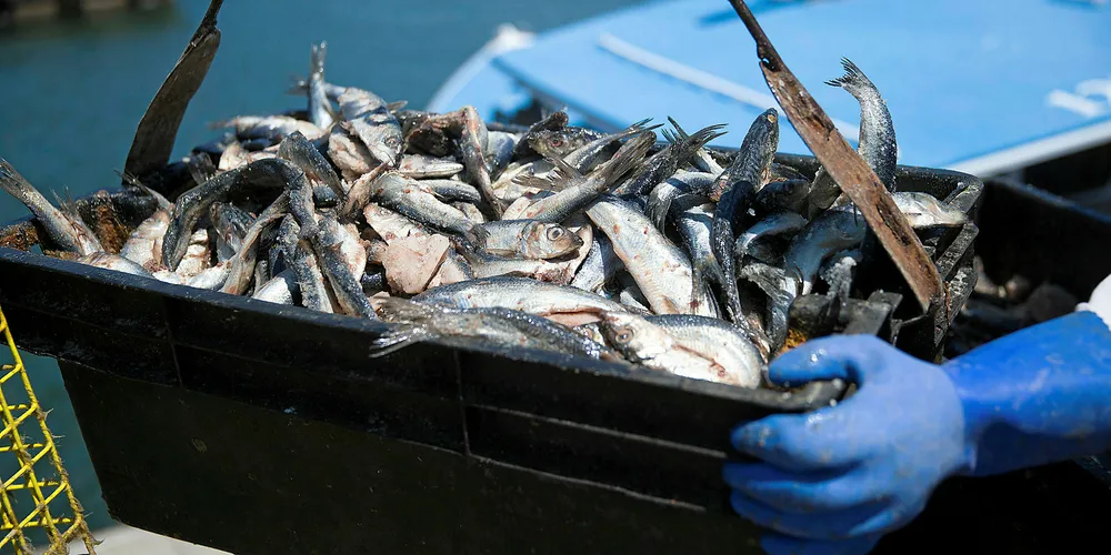 Herring spawning is one of the issues Andrea Leadsom wants to know more about.