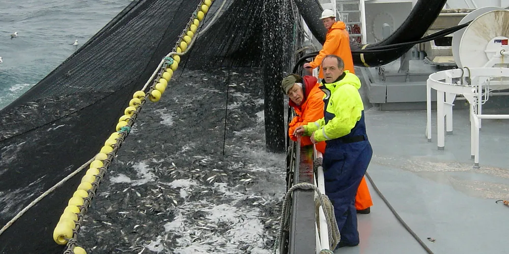 NY REKORD?_ Forutsetningen for at 2020 skal bli et nytt rekordår er at hele kvoten fiskes og at prisen til fisker passerer 12 kroner per kilo. Hittil i år er prisen i Sildelaget 12,62 kroner per kilo. Bildet er fra ringnotbåten «Elisabeth».
