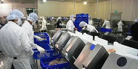 Tilapia konkurrerer mot kjøtt
