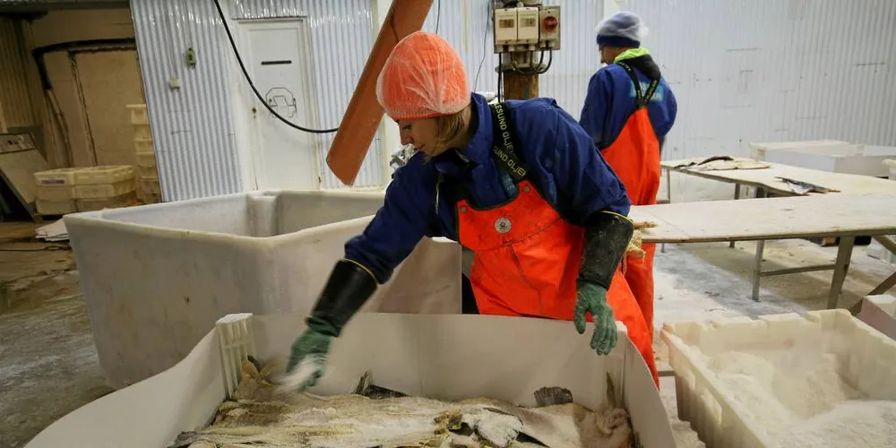 Saltfisk: Torsk saltet i Nord-Norge har historisk vært den viktigste innsatsfaktoren i klippfiskproduksjonen både i Norge og PortugalIllustrasjonsfoto: Jørn Mikael Hagen