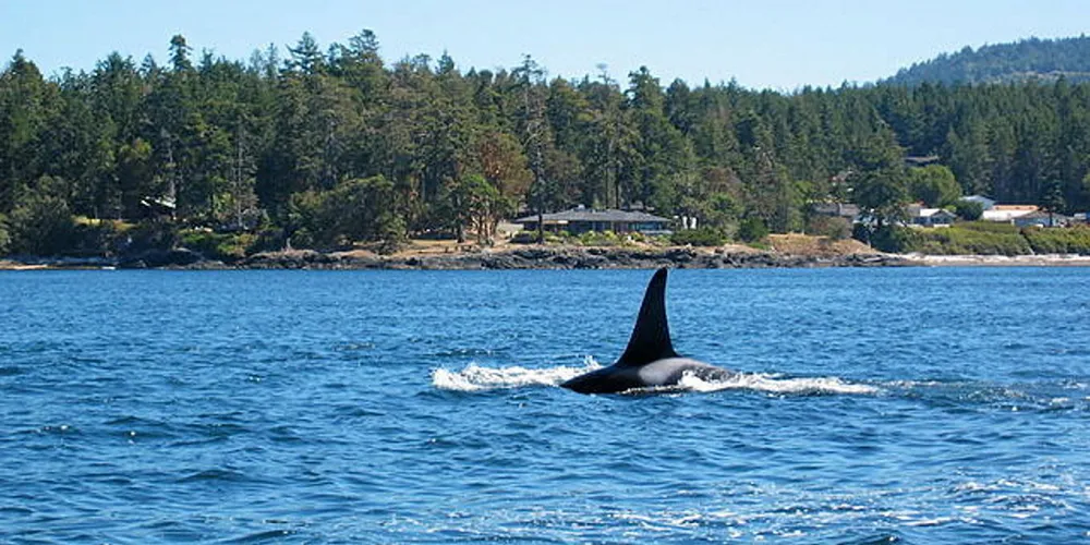 The lawsuit, aimed at protecting killer whales, also known as orcas, could threaten the entire Southeast Alaska troll salmon fishery.
