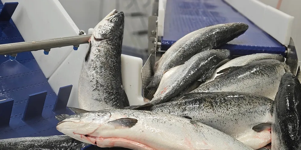"The market for airfreighted fish is good. But that's it. The rest of the market is nothing special," one exporter said.