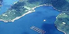Norway urges Chile to share salmon production data