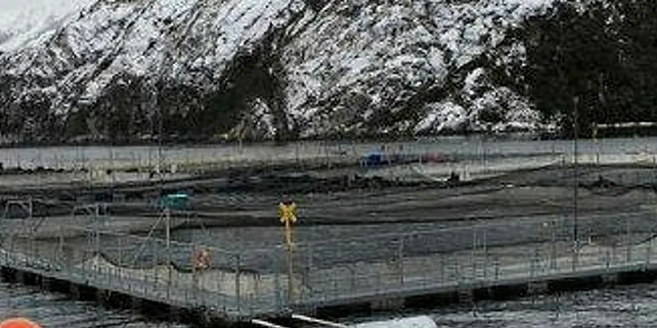 Clearing affected salmon from the site is a costly exercise.