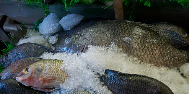 10 years later, Better Seafood Board still tackling fraud