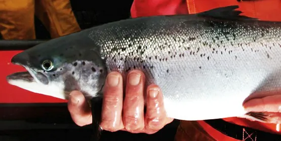 GM salmon will never gain European approval on current footing