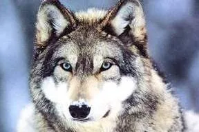 No deal: Grey Wolf rejects third bid from Precision Drilling