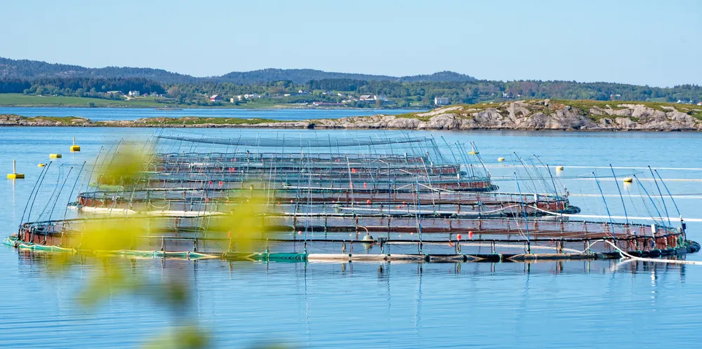 Lerøy Seafood Group, Grieg Seafood, Salmar og Mowi har inngått forlik med amerikanske laksekjøpere.