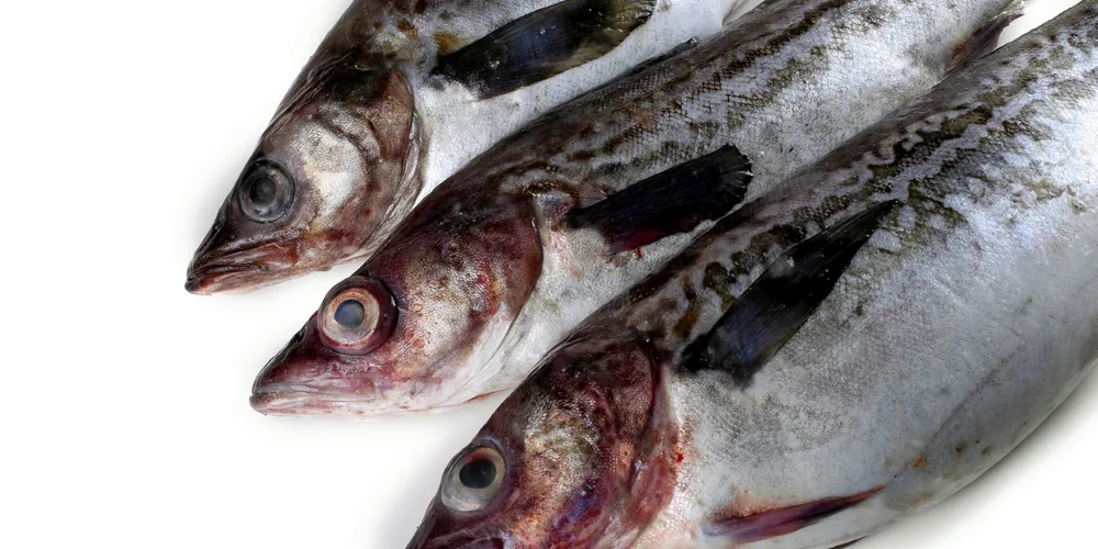 Alaska pollock producers say tariffs threaten their business.