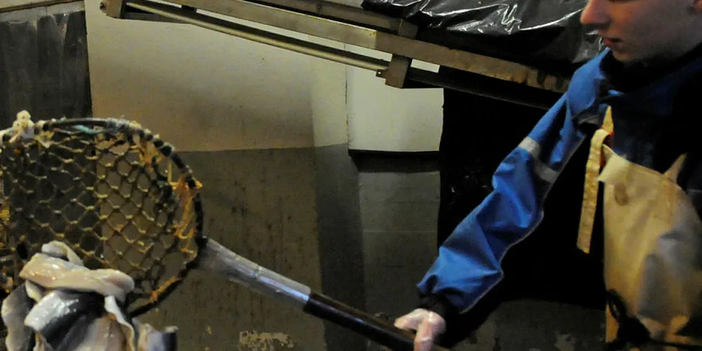 Når de er i full produksjon i lokalene, er det 12–14 personer i arbeid. Denne ettermiddagen er det de to 15-åringene Arne Skoge Nerem (t.v.) og Gabriel Nærø Voldsund som klargjør sild for tørking.
