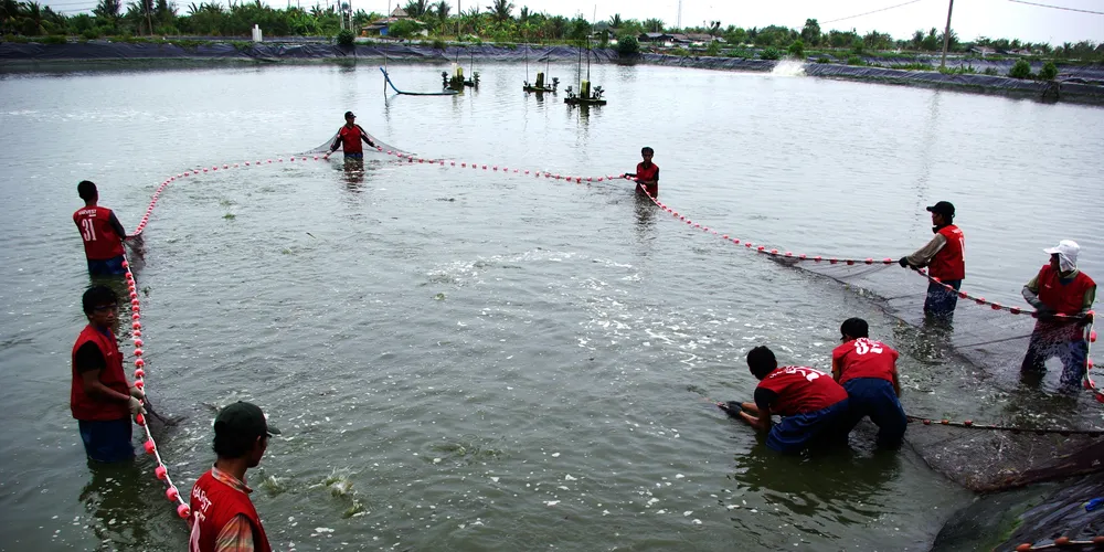 Thai shrimp farmers reluctant to seed farms