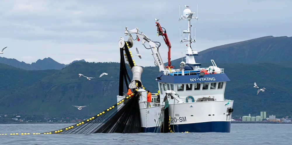 «Ny-Viking» på makrellfiske på Hadselfjorden i Vesterålen for et par uker siden. Nå åpnes fjordene for større båter.