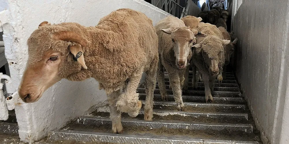 Sheep boarding a livestock carrier in Adelaide, South Australia.
