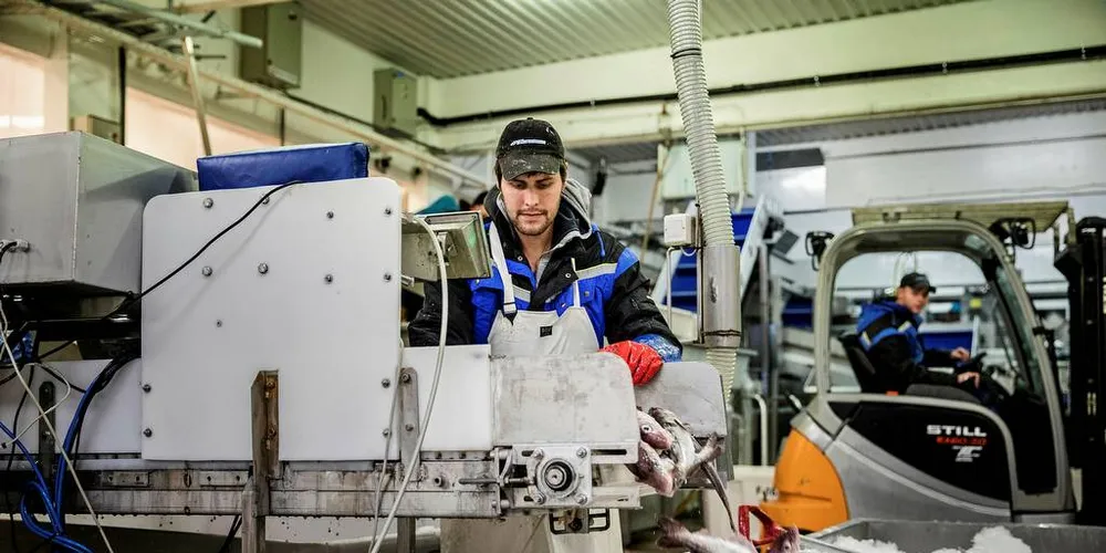 Båtsfjordbruket mottar store mengder hyse fra kystflåten som både går til egen produksjon, og som halvfabrikatene til andre fiskeindustrianlegg. Arkivfoto: Per Thrana
