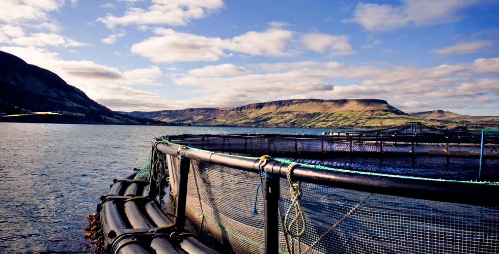 Why are buyers so willing to pay more for this salmon?