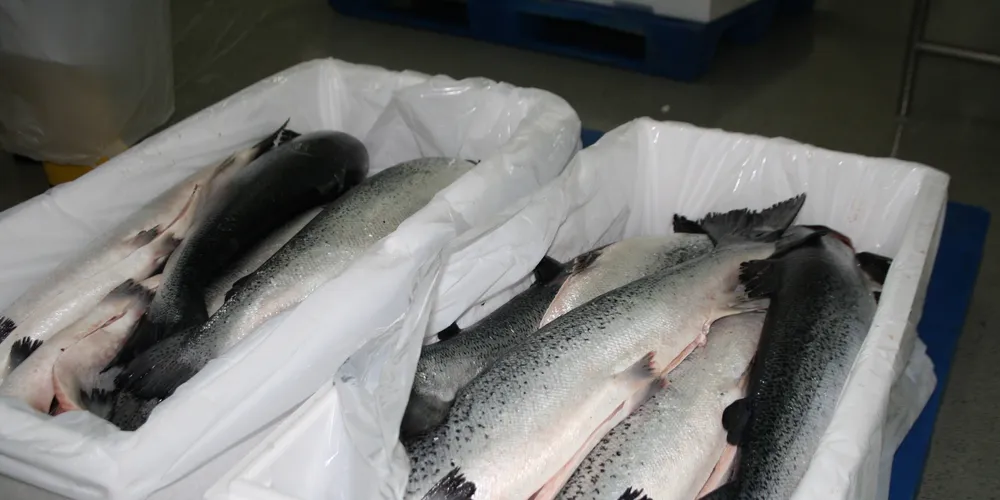 Nor Seafoods posts strong results on value-added sales