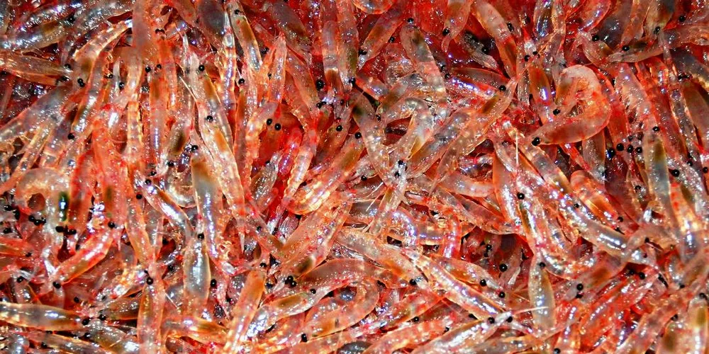 Fangst av krill Foto: Aker Biomarine