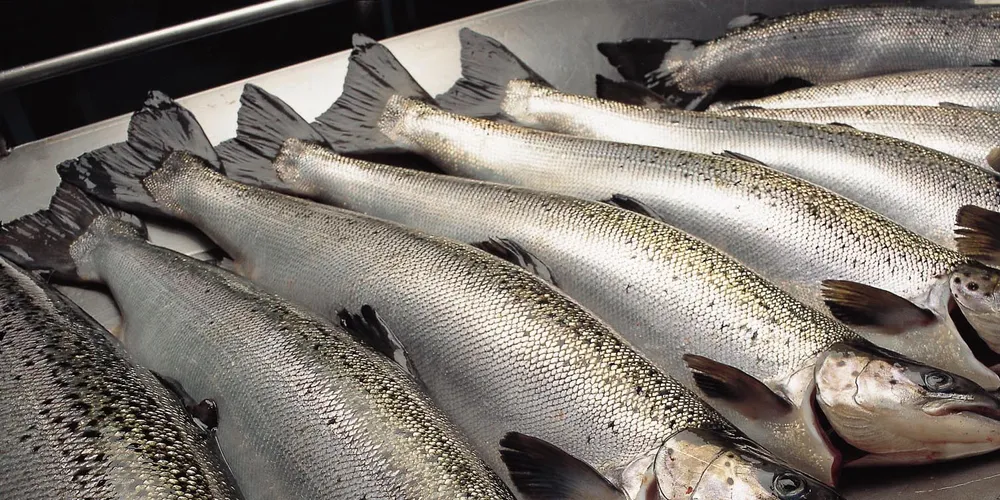 Salmon prices: The year’s worst weeks