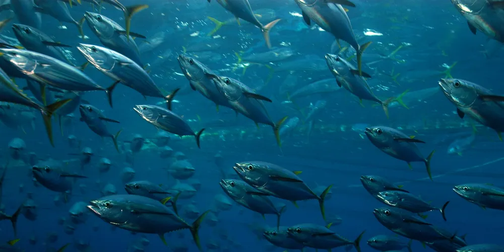 Mexico's Grupomar doubles tuna fleet capacity