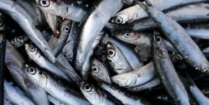 Fitch: China Fishery bid could be ‘mildly positive’ for Copeinca
