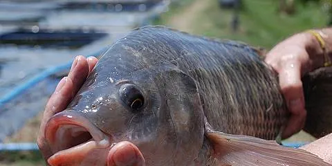 Tilapia farmer Genomar: a cash storm drain