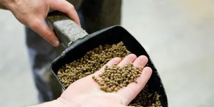 Expensive feed, quick salmon growth