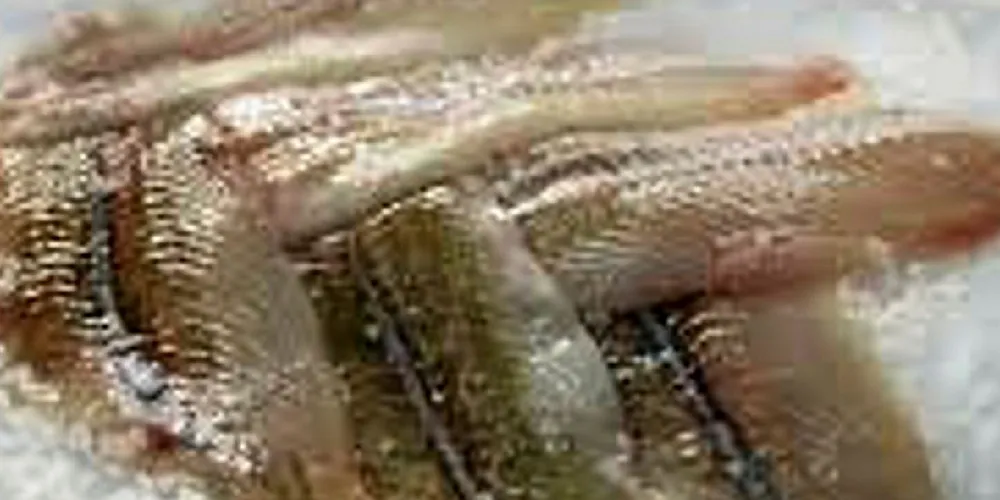 French hand filleting processor FFG Marée is investing €1.7 million ($1.9 million) to build a dedicated processing area.