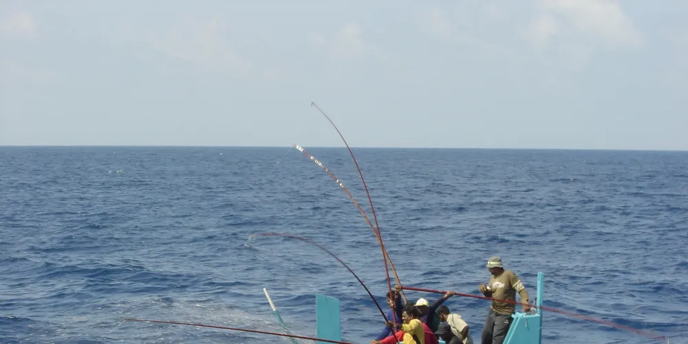 Updated: Maldives pole-and-line skipjack tuna achieves MSC certification